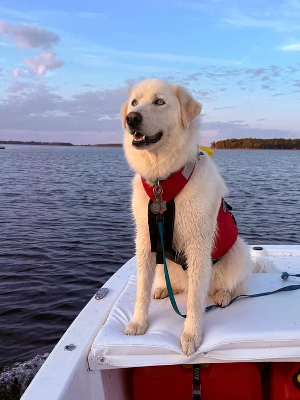 Casper the dog